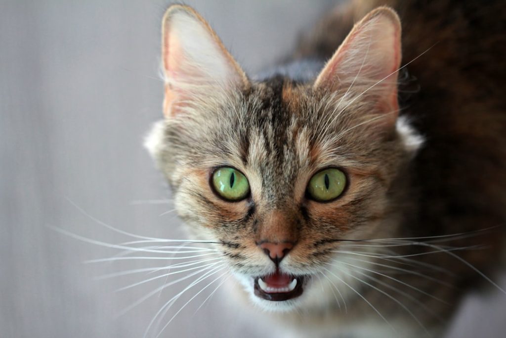 Small tabby cat with bright green eyes and perfect teeth meowing