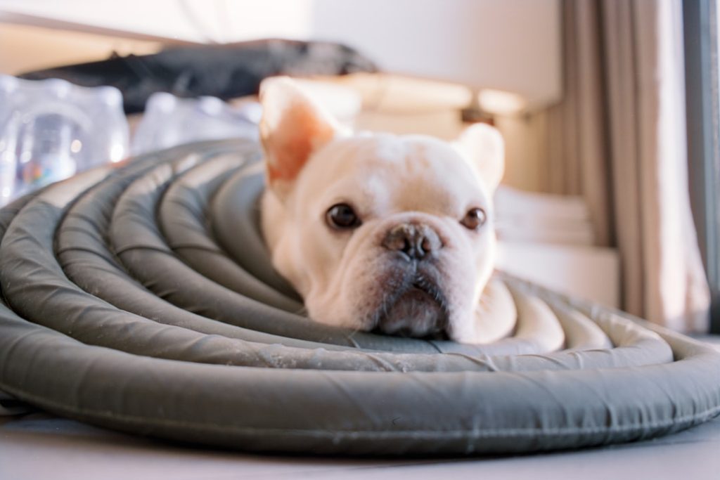 a-white-french-bulldog-peeking-through-a-circular-cushion-y8m3nslzco