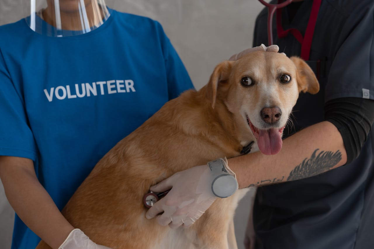 The Art of Drawing Readers In: Your attractive post title goes here A veterinarian and volunteer examine a happy dog with a stethoscope.